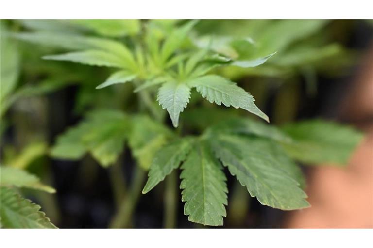 Die Ermittler entdeckten Marihuana. (Symbolbild)