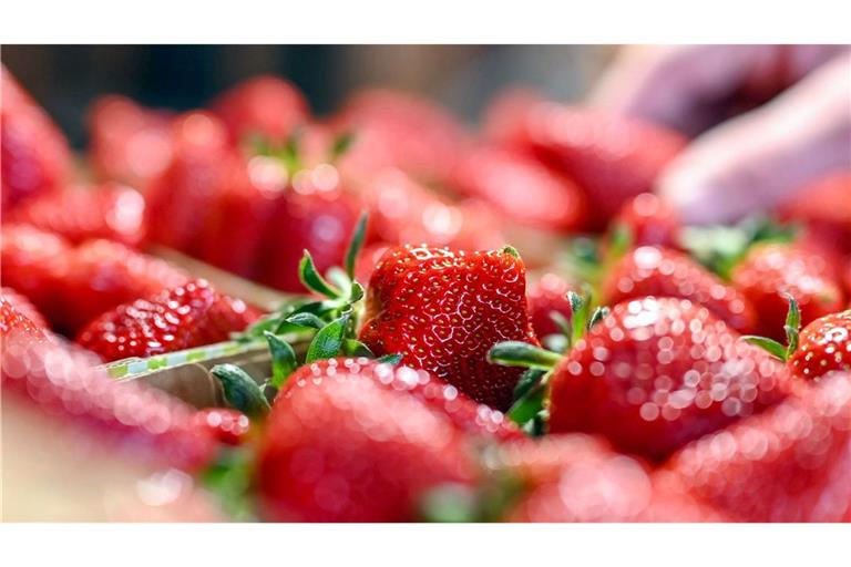 Die ersten heimischen Erdbeeren aus Baden-Württemberg sind reif.