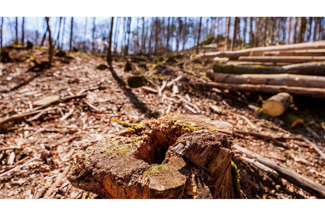 Die EU-Entwaldungsverordnung wird nach Druck auf der Wirtschaft abgeschwächt. (Symbolbild)