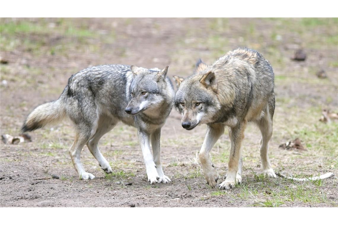EU-Länder geben final grünes Licht für mehr Wolf-Abschüsse Die EU-Länder haben die Änderung des Schutzstatus des Wolfes angenommen. (Archivbild)