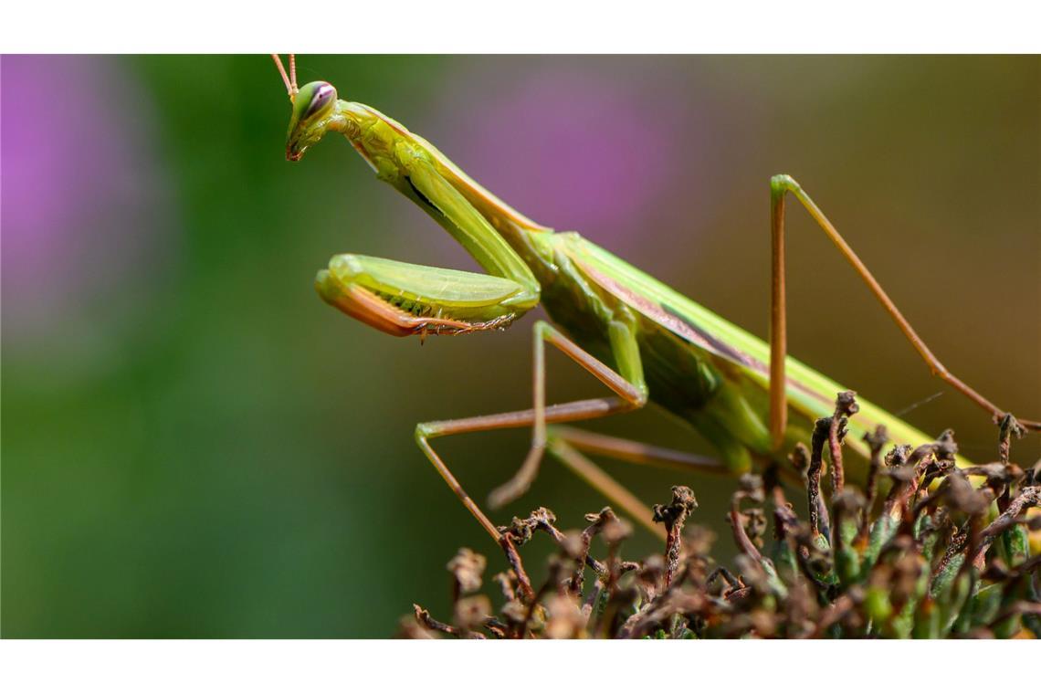 Die Europäische Gottesanbeterin breitet sich in Deutschland aus.