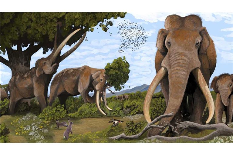 Die europäischen Waldelefanten sind vor rund 35.000 Jahren ausgestorben. Aber ohne die Bejagung durch Vorfahren könnte es sie noch heute bei uns geben.