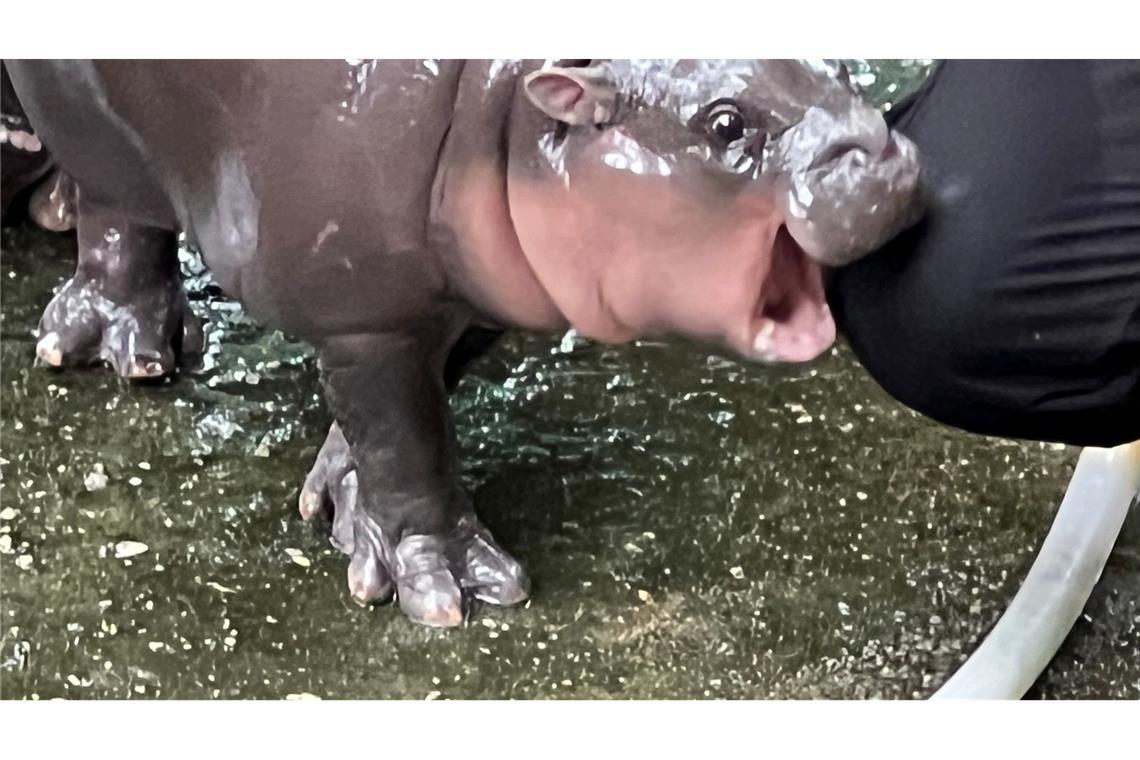 Ein Hippo-Mädchen als Kassenschlager: Das Phänomen Moo Deng Die expressive Mimik des Hippo-Mädchens ging schnell viral.