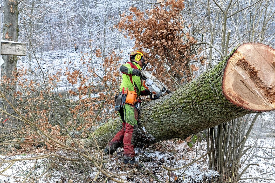 Die Fällung der schwer angeschlagenen Buchen ist für die Arbeiter gefährlich. Am Linderst mussten sie die Bäume teils mit Seilen sichern, damit sie nicht unkontrolliert fielen. Hinzu kommt, dass ein Wohngebiet angrenzt. Es hieß, eine Telefonleitung abzuhängen und eine Stromleitung im Blick zu behalten.