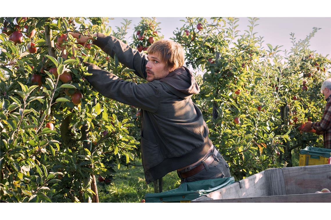 Die Familie packt an: Sven Feldhusen (Henning Flüsloh) bei der Bio-Apfelernte.
