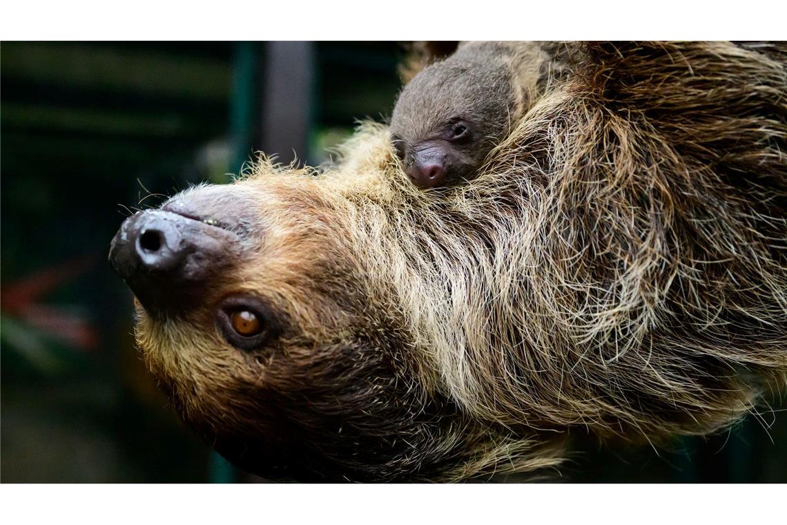 Die Faultiermama hatte schon im vergangenen Jahr ein Junges zur Welt gebracht.