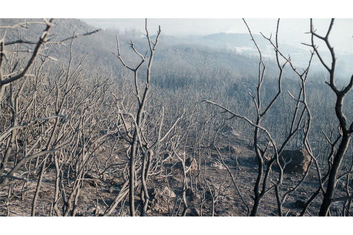 Einsatzkräfte bekämpfen Großbrände in Izmir und Hatay Die Feuer in Izmir wüten demnach auf einer Länge von etwa 12 Kilometern.