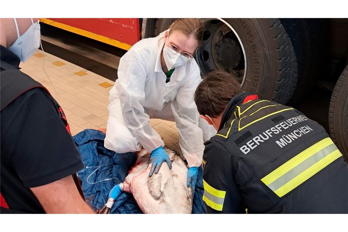 Schwan prallt gegen Brücke - schwer verletzt Die Feuerwehr und Tierrettung München versorgen den Schwan in der Fahrzeughalle der Feuerwache 3 in München.