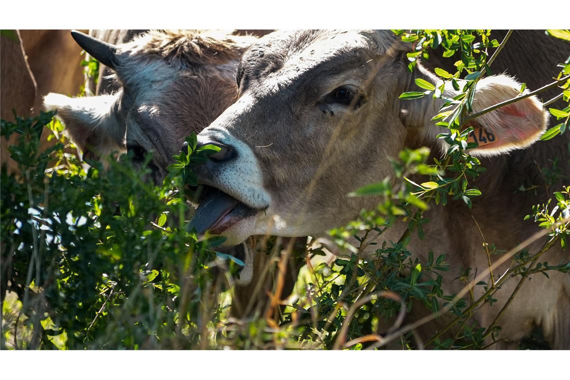 Die Fleischerzeugung hat einen erheblichen Einfluss auf Frankreichs CO2-Fußabdruck (Archivbild).