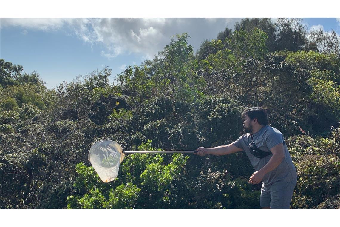 Knochensammler-Raupe trägt Überreste ihrer Beute als Tarnung Die fleischfressenden Raupen wurden bislang nur in einem 15 Quadratkilometer großen Stück Bergwald auf der hawaiianischen Insel O'ahu beobachtet.