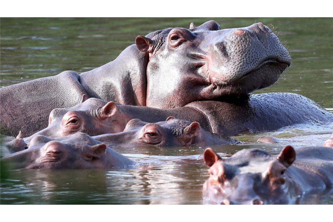 Die Flusspferde in Kolumbien pflanzen sich kräftig fort. (Archivbild)