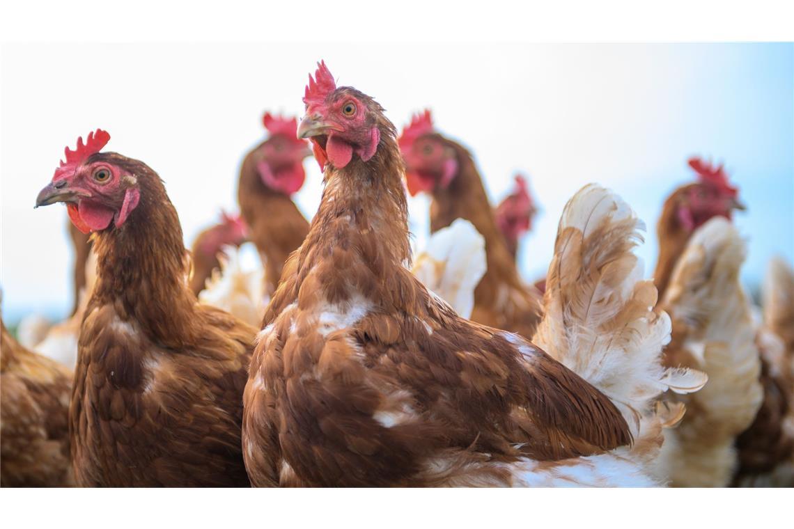 Die Folgen des Vogelgrippe-Ausbruchs sind gravierend. (Symbolbild)