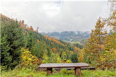 Die Forstwirtschaft muss sich angesichts des Klimawandels mit dem Umbau des Waldes befassen. Foto: Stefan Bossow