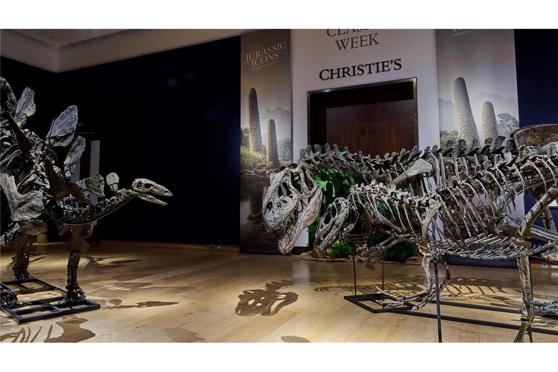 Dinosaurier-Skelette für Millionen Pfund versteigert Die Fossilien sind schätzungsweise 157 bis 145 Millionen Jahre alt.