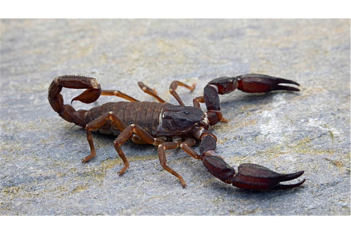 Frau findet Skorpion in Paket - Tier sticht zu Die Frau wurde von dem Skorpion gebissen. (Symbolbild)