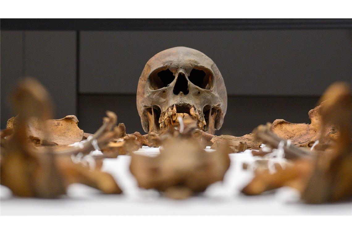 Die Gebeine Otto des Großen liegen am 18. März im Hörsaal auf dem Campus der Universitätsmedizin Magdeburg auf einem Tisch. Dort fand eine Pressekonferenz der zu den Untersuchungsergebnissen am Grabmal von Otto dem Großen statt.