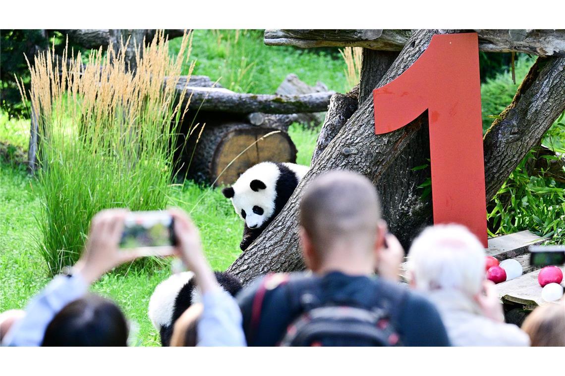 Party bei den Pandas: Leni und Lotti werden ein Jahr Die Geburt der beiden war ein seltenes Ereignis.