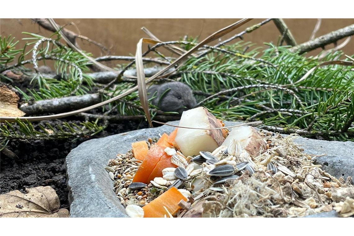 Die Geburt des Jungtiers feiert der Tierpark als Zuchterfolg.