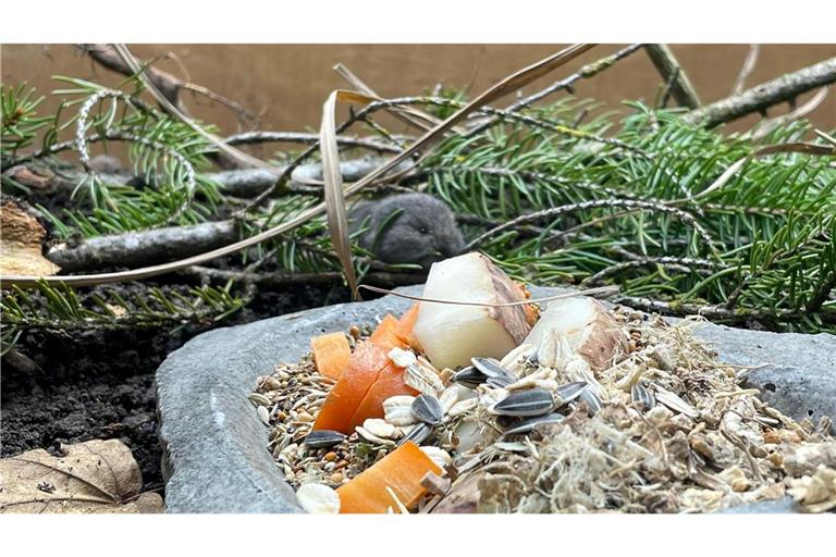 Die Geburt des Jungtiers feiert der Tierpark als Zuchterfolg.