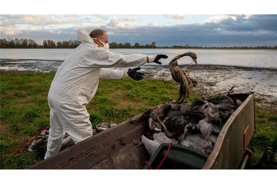 Die Geflügelpest hat in diesem Herbst besonders Kraniche erfasst. Tausende Tiere erlagen dem Virus. (Illustration)