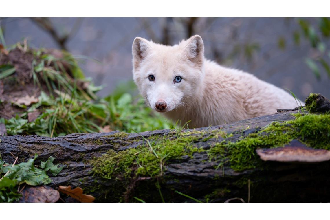 Tiere und Pflanzen verlieren genetische Vielfalt Die genetische Vielfalt von Arten lässt sich laut Studie durch "Supplementierung" erhöhen - wie bei der Freilassung von Polarfüchsen aus Zuchtprogrammen in Skandinavien. (Symbolbild)