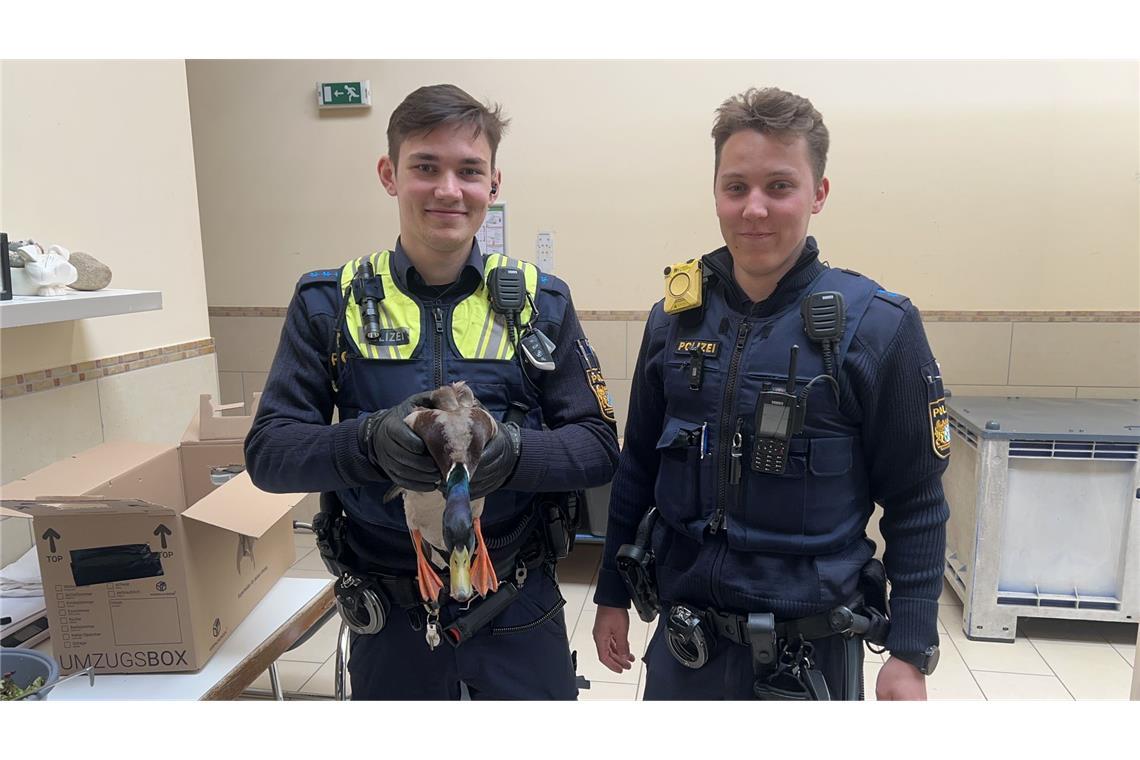 Polizisten retten schwer verletzte Ente Die gerettete Ente kam ins Tierheim.