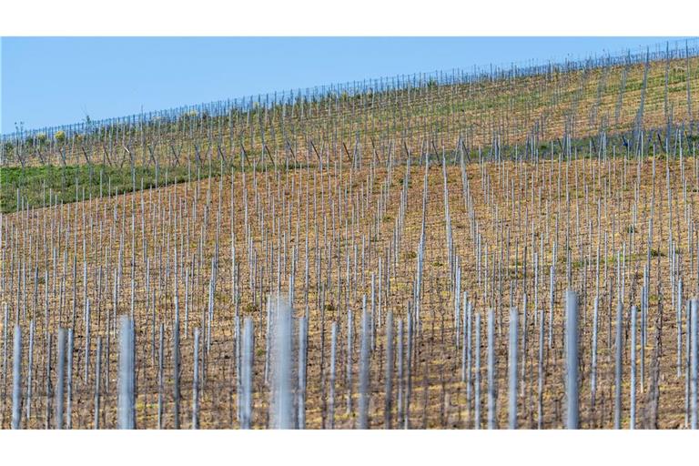 Die gesamte Rebfläche in Deutschland wird kleiner. (Symbolbild)