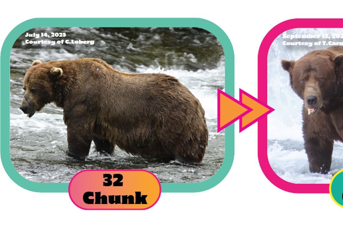 Massiger Sieger: Braunbär "Chunk" gewinnt "Fat Bear"-Wahl Die Gewichtszunahme über den Sommer hinweg ist dem Lachsfresser deutlich anzusehen. (Handout)