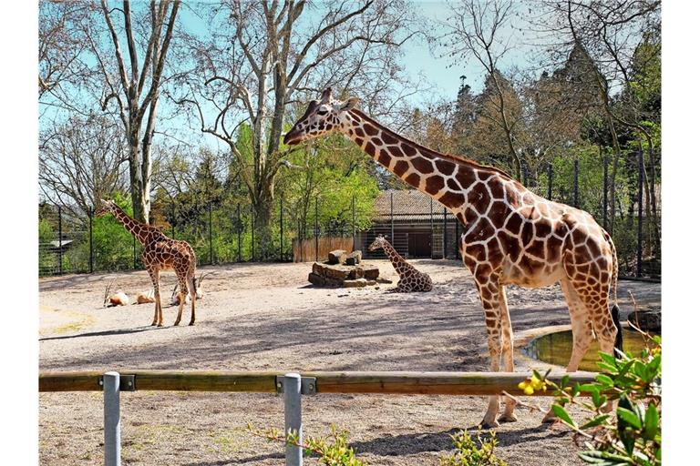 Die Giraffenkühe Lindani, Sala und Nyiri sollen nach dem Tod von Tilodi in der Wilhelma nicht unter sich bleiben.
