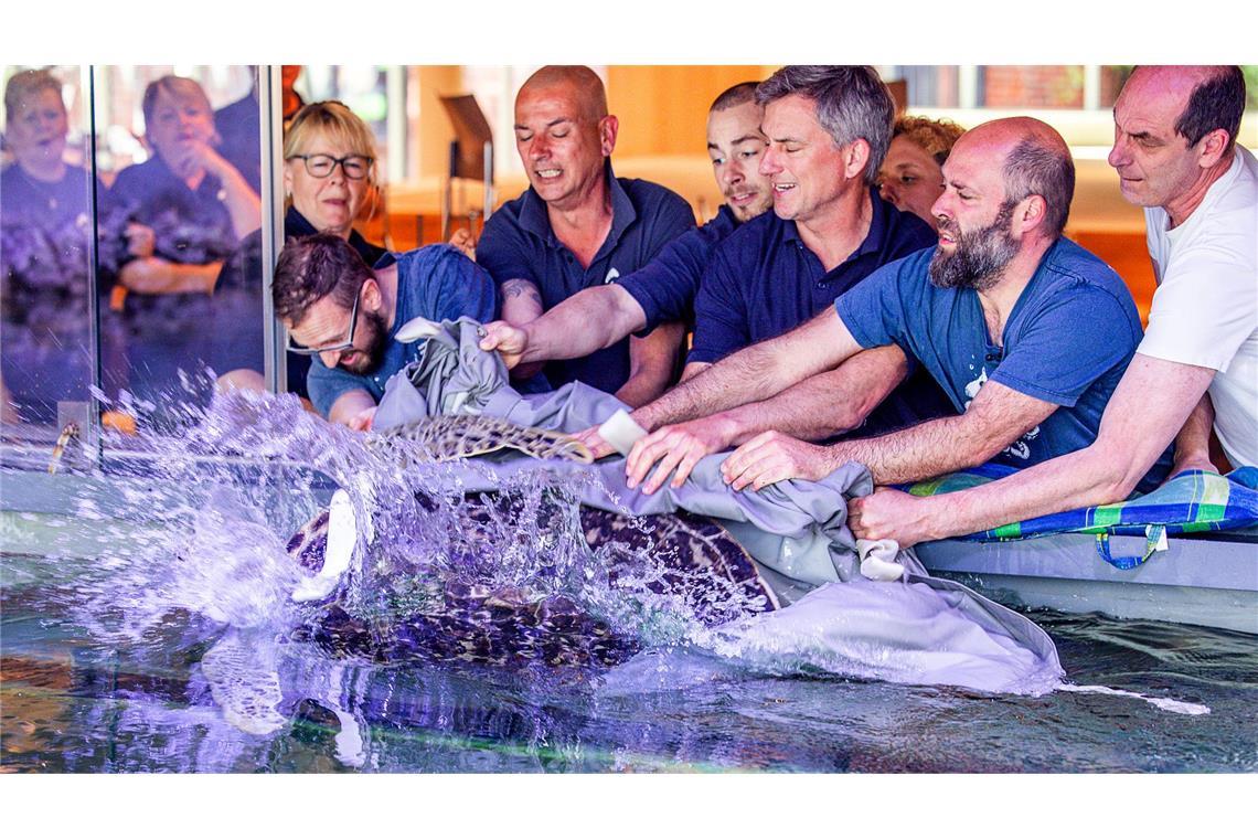 Die Grüne Meeresschildkröte „Käthe“ ist wieder zurück in ihrem Wasserbecken im sanierten Meeresmuseum