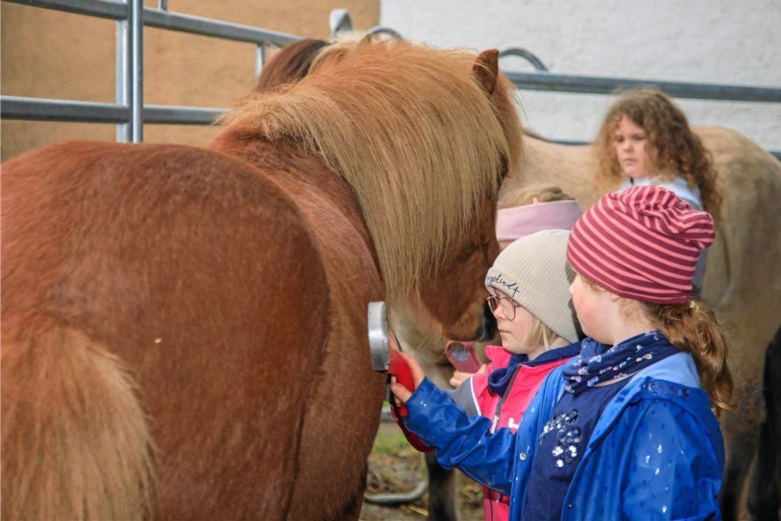 Unterricht trifft Bauernhof Die Grundschüler haben auch ganz praktische Aufgaben wie das Striegeln der Islandponys.