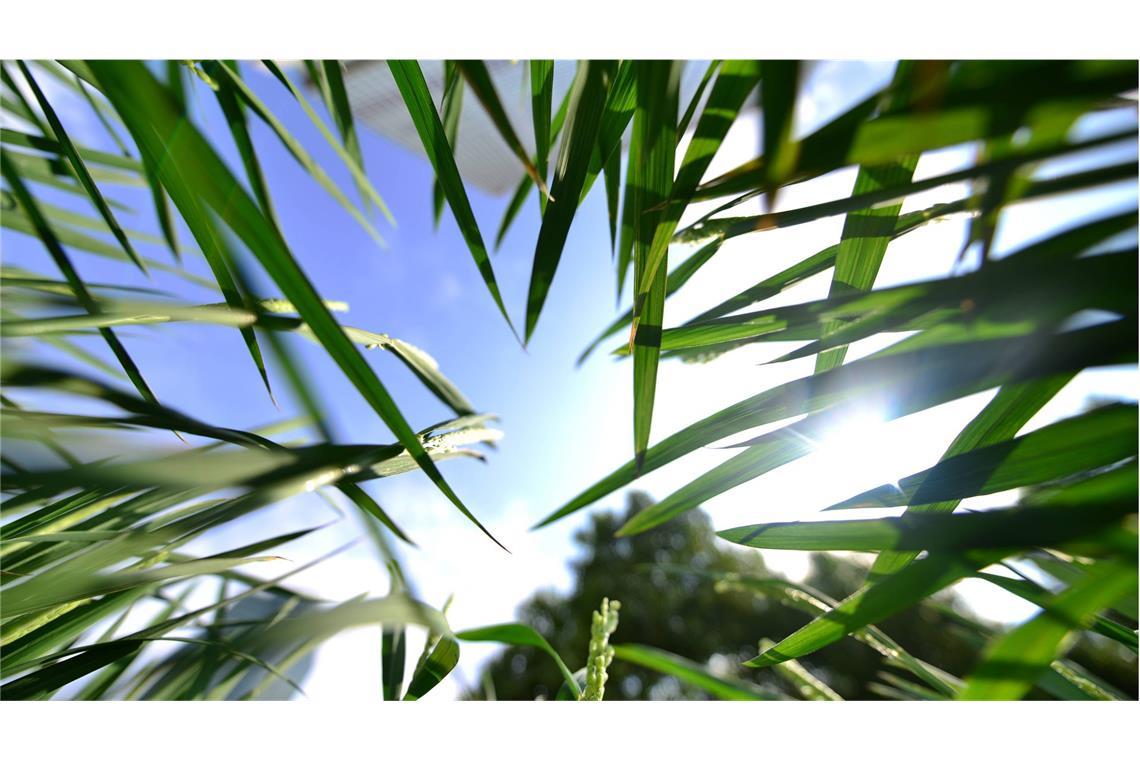 Die Halme von Reispflanzen ragen in Shanghai (China) Richtung Himmel. Laut einer Studie führt der Klimawandel zu weniger Ertrag und Qualität bei Reispflanzen.