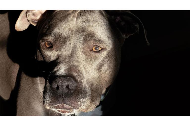 Die Halterin des Pitbulls soll mit ihrem Tier davongegangen sein, als der Geschädigte die Polizei rief. (Symbolbild)