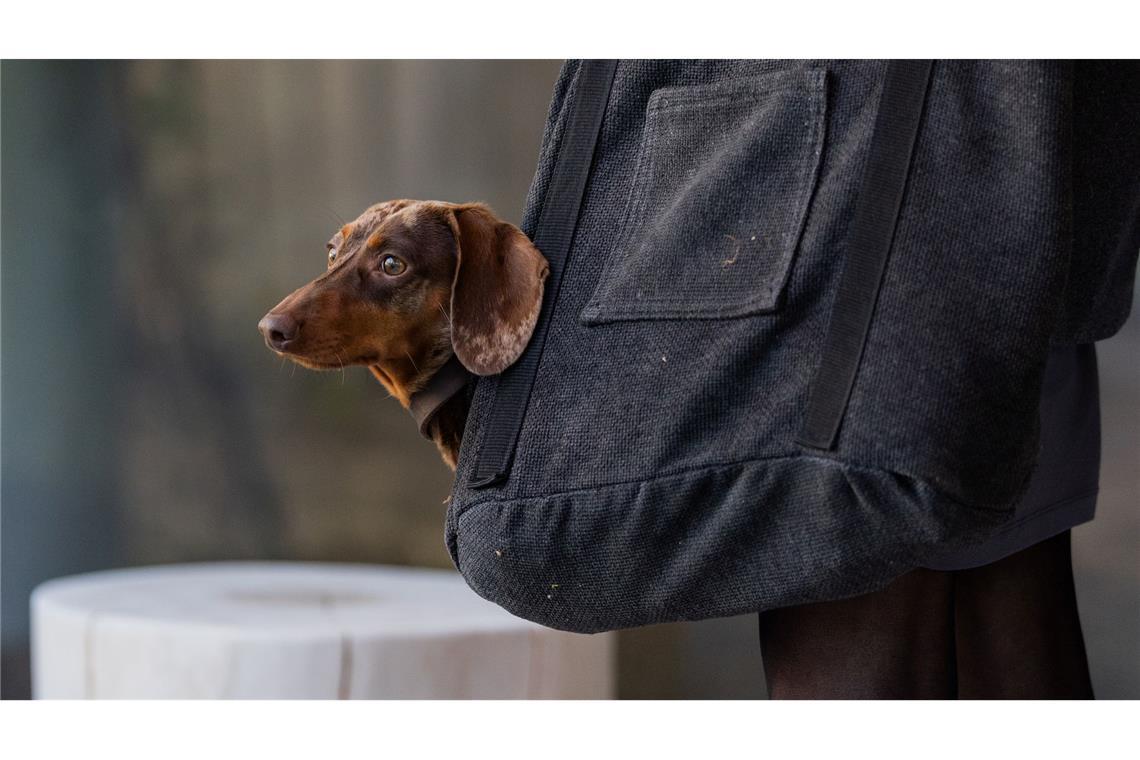 Tierfutter seit 2020 mehr als ein Drittel teurer Die Haltung eines Hundes geht ins Geld. (Symbolbild)