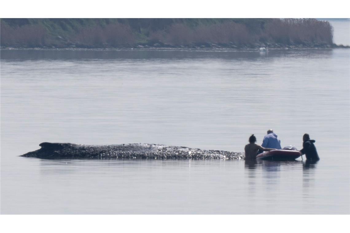 Die Helfer nehmen Kontakt zu dem gestrandeten, mutmaßlich schwer kranken Tier auf.