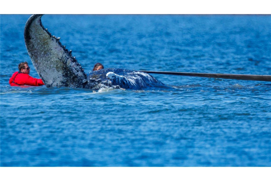 Die Helfer ziehen an Gurten.