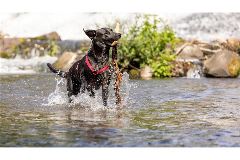 Die Hitze abschütteln - ein Hund spielt in der Lahn.
