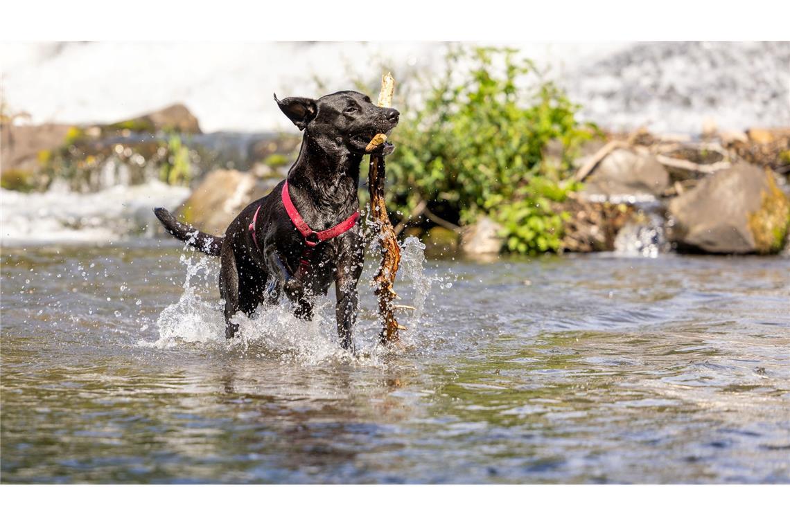 Die Hitze abschütteln - ein Hund spielt in der Lahn.