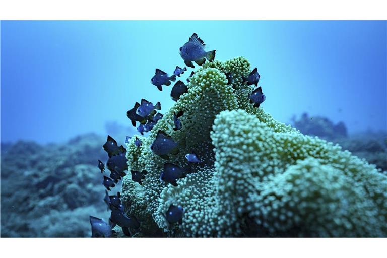 Die Hochsee ist der Teil der Meere, über den kein Staat der Welt souveräne Rechte hat.