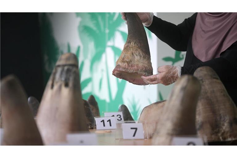 Die Hörner von Nashörnern sind heiß begehrt - vor allem in Asien.