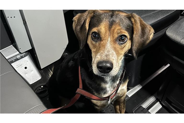 Die Hündin Bella begab sich auf Entdeckungsreise.