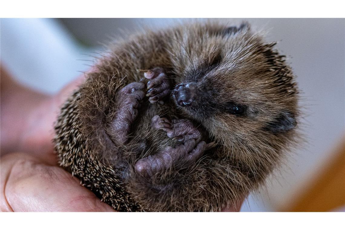 Neun Igel in Papiertonne gefunden Die Igelstation des Freiburger Tierheims kümmere sich nun um die ausgesetzten Tiere. (Symbolbild)