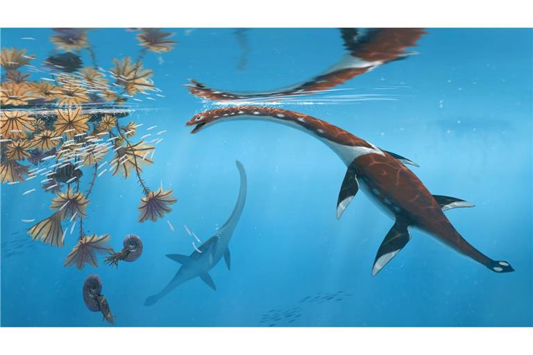 Die Illustration zeigt das Reptil Plesionectes longicollum, das zur Zeit der Dinosaurier durchs Meer schwamm.