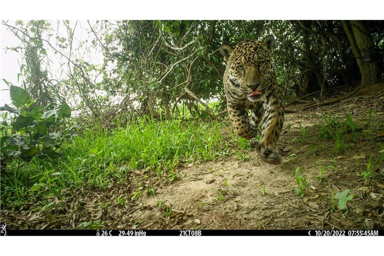 Die Jaguare wurden von Wildkameras abgelichtet.