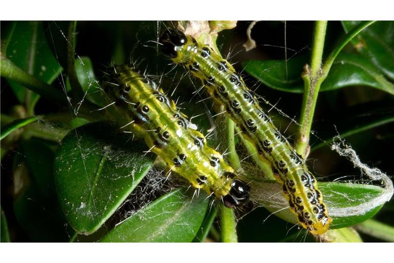 Die jahrelange Zünsler-Invasion blieb nicht ohne Folgen.