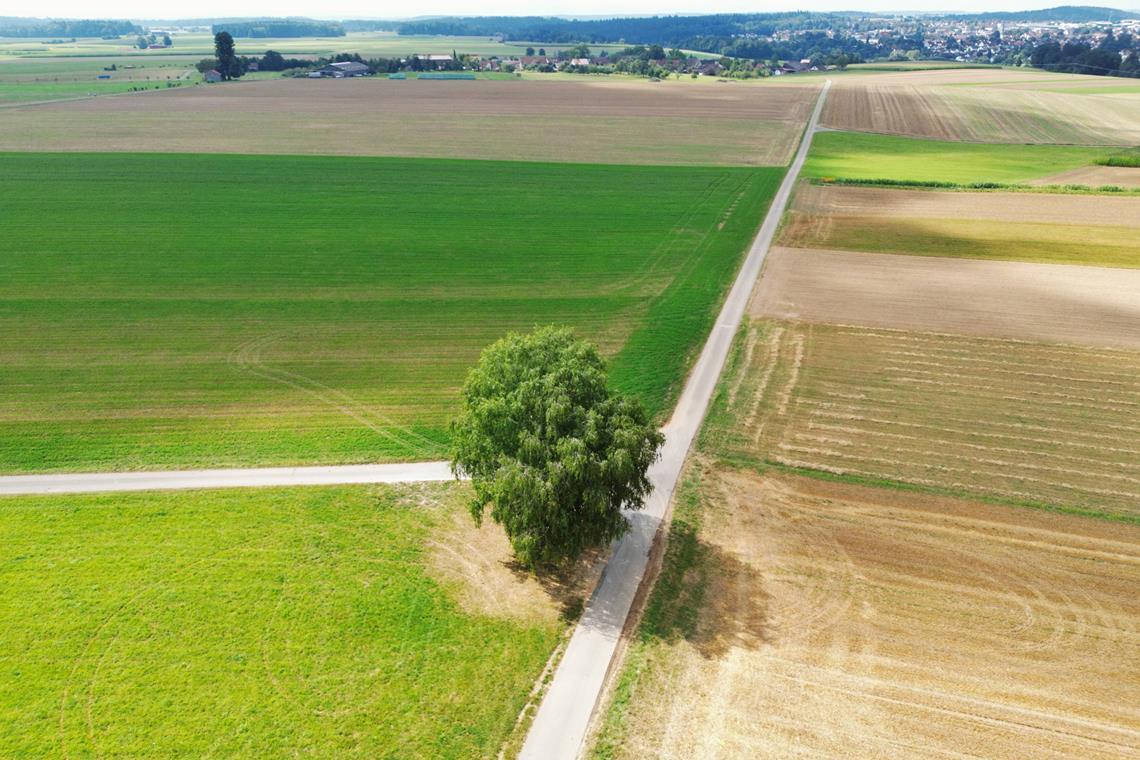 15-Jähriger stirbt nach Blitzeinschlag Die Jungen suchten unter dem Baum wohl Schutz vor dem Gewitter. Foto: Kevin Lermer/7aktuell.de |
