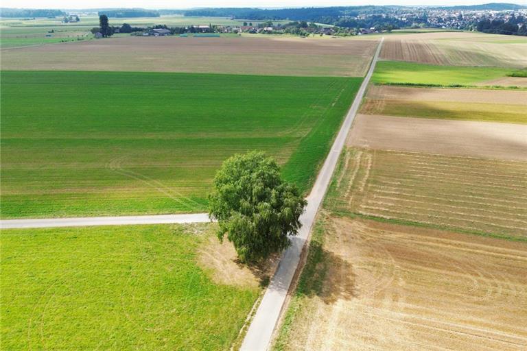 Die Jungen suchten unter dem Baum wohl Schutz vor dem Gewitter. Foto: Kevin Lermer/7aktuell.de | 