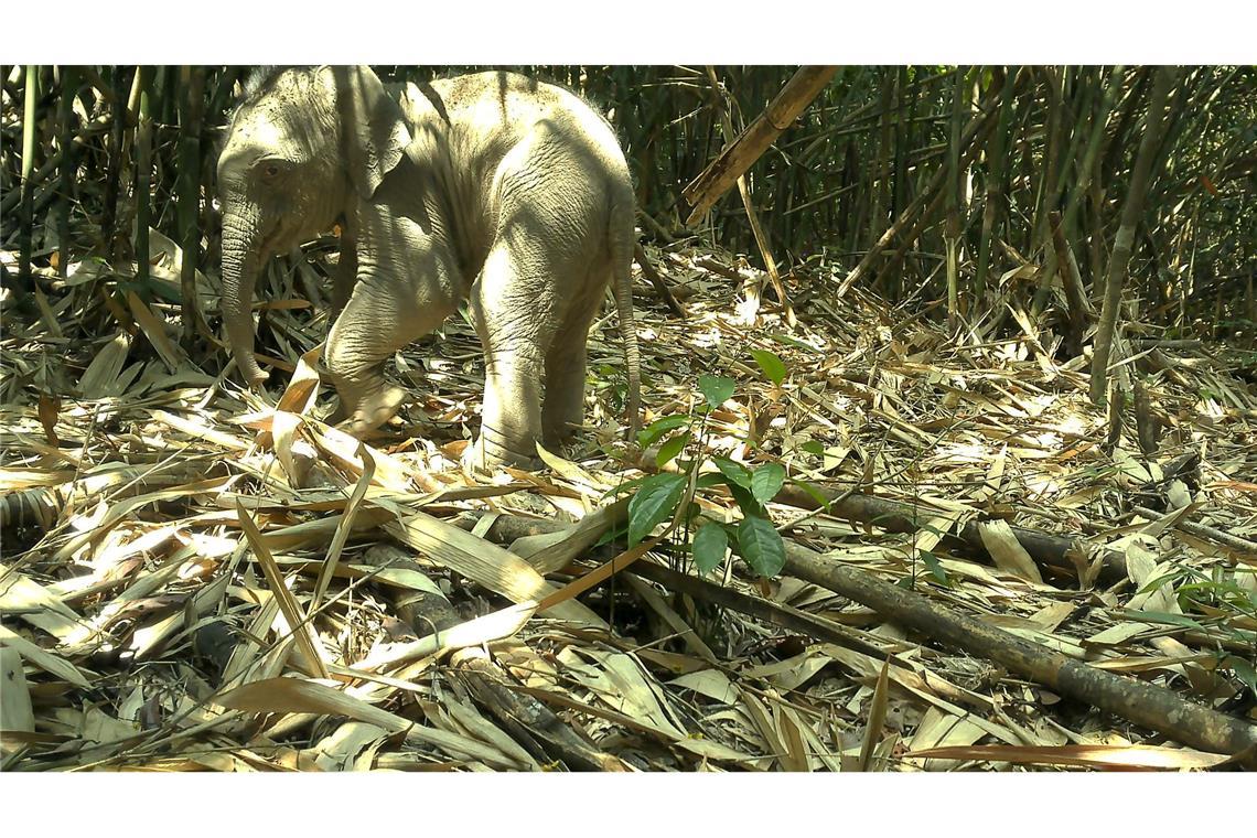 Die Kamerafalle nahm auch einen jungen Asiatischen Elefanten im Annamiten-Gebirge auf.