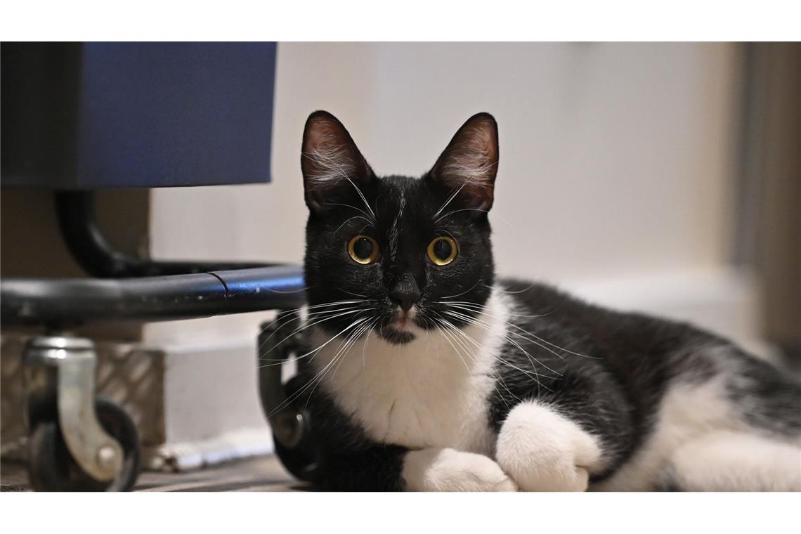 Klinikarzt in Italien operiert eigene Katze - Ermittlungen Die Katze war zuvor aus dem sechsten Stock eines Hauses gestürzt. (Symbolbild)