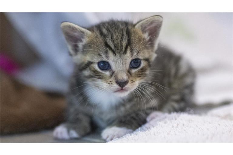 Die Katzenjungen sind laut Polizei nach der tierärztlichen Versorgung wohlauf. (Symbolbild)